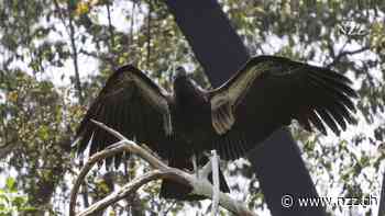 USA planen erste Vogelgrippe-Impfung für freilebende Wildvögel