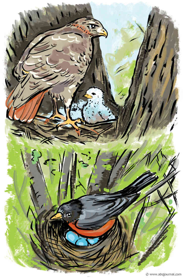 Springtime is nesting time for many NM birds