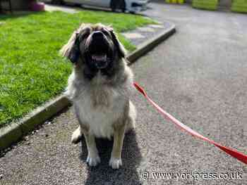 Hello, my name's Lottie. Could you give me a home?