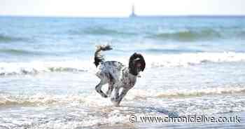 The North East beaches with dog bans in place between May 1 and September 30