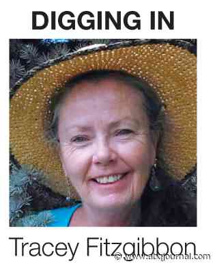 Mysterious white spots a tomato plant puzzler