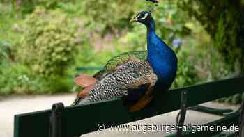 Ausgebüxter Pfau sorgt für Aufsehen in Ersingen
