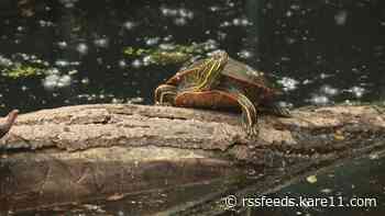 Minnesota bans commercial turtle trapping