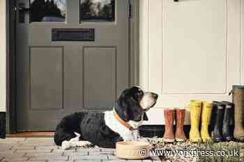 The Dog Academy calls for York dog owners to come forward to join show