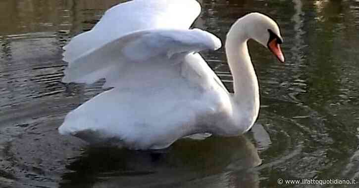 Tre adolescenti catturano un cigno nello stagno del parco cittadino, lo uccidono, poi lo cucinano e lo mangiano