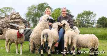 Meet the support group using sheep to help people improve their mental health