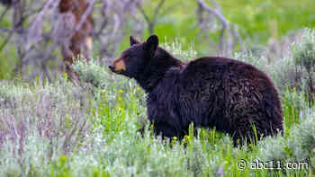 Chapel Hill alerts residents to recent black bear sightings