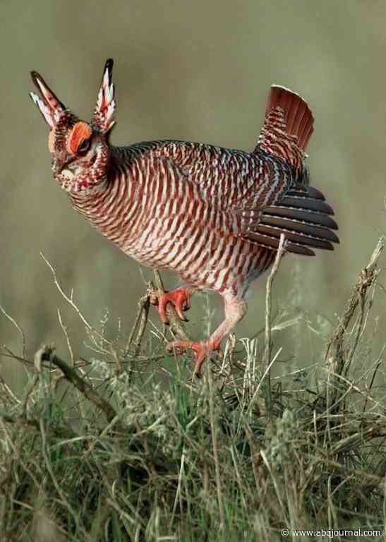 Endangered species need a new approach to conservation