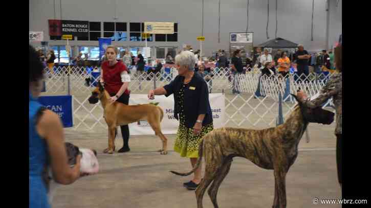 Hundreds of dogs strutting their stuff at Lamar Dixon Expo Center
