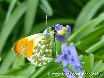 Wild Things: A worrying lack of butterflies this year