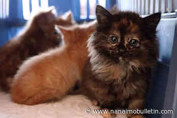 Nanaimo-based cat rescue organization warns of growing feral cat population