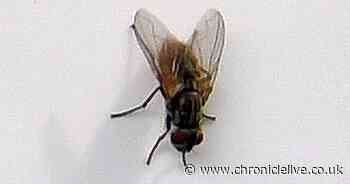 Pest expert shares £1.30 trick to 'trap' flies - and the one thing you should never do