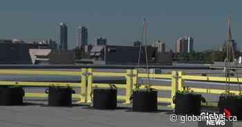 Kingsway rooftop garden to benefit Edmonton Food Bank