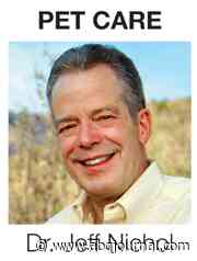 Pet care: Scratching the surface of an itchy situation