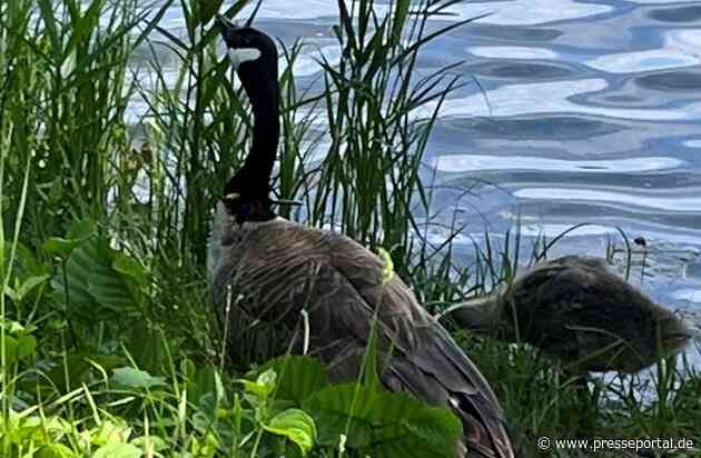 POL-PDNW: Vermutlicher Bolzenpfeilschuss auf Wildgans