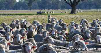 Well known Euroa sheep aggregation on the market walk-in walk-out