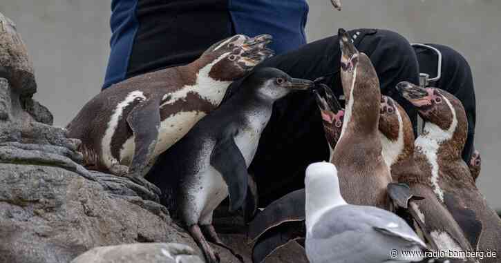 Pinguin-Nachwuchs über den Dächern Stralsunds