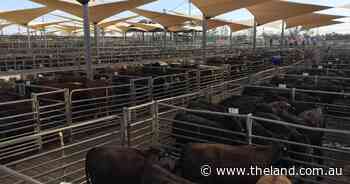 Angus yearling steers reach $1380 at Dubbo