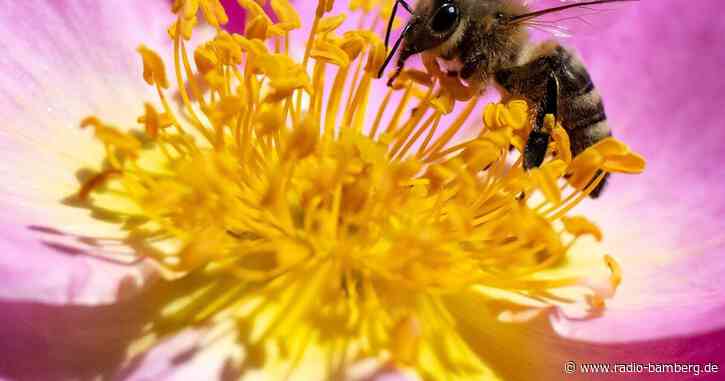 Bienenvolk lässt sich an Busch in Rosenheim nieder