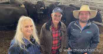 Yearling steers surge to $1425 top at Forbes sale