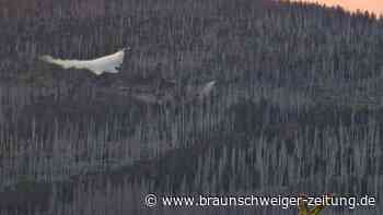 Waldbrand am Brocken: Löscharbeiten dauern weiter an