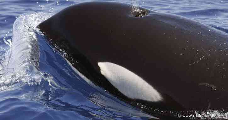 Mysteriöse Orca-Attacken versetzen Segler in Angst