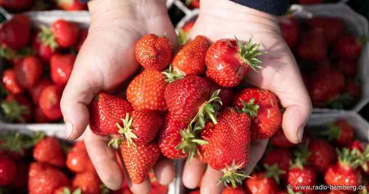 Behörde: Erdbeeren unbelastet von Pflanzenschutzmitteln