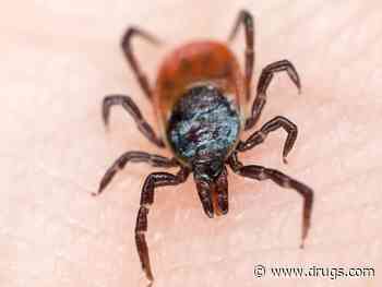 Ticks Can Take a Licking From Really Tough Weather