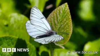 'Extinct' butterfly species reappears in UK
