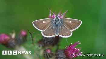 Conservationists tackle decline of Scottish coastal species