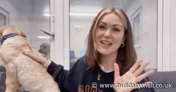 Naughty pup caught peeing on a sofa during dog food company's video