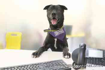 Dogs Trust pays tribute to its Harefield volunteers