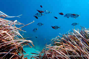 Est-il possible de concilier l'économie du nautisme à la préservation des fonds marins? L'agglo de Sophia-Antipolis veut y croire