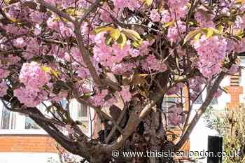 Islington Council plans to fell 'decayed' cherry trees