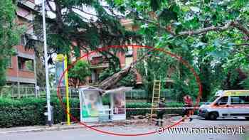 Albero crolla, abbatte fermata del bus e travolge una donna