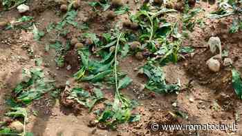 Nubifragio in Sabina, la Coldiretti chiede lo stato di calamità