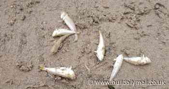 The venomous fish heading to East Yorkshire's beaches and how to avoid being stung