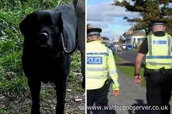 Bushey Manor Field dog attack caused 'pain and suffering'