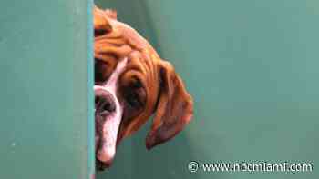 See where Florida ranks in the USPS annual dog bite list