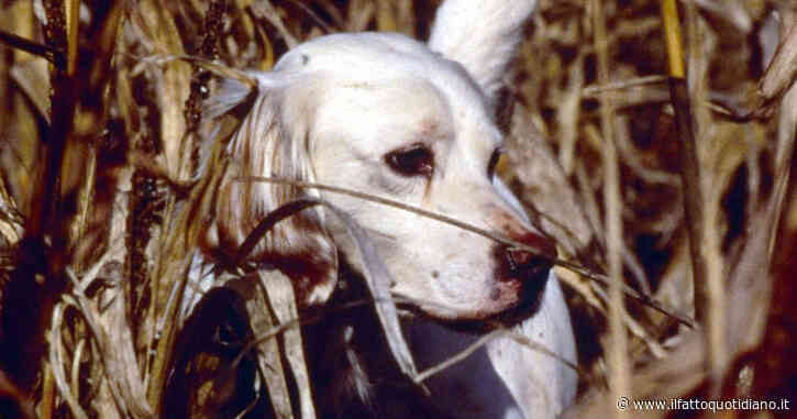 Policoro, trovata la carcassa di un cane legato ad una boa e lasciato annegare. “Gesto abominevole, troviamo il responsabile”