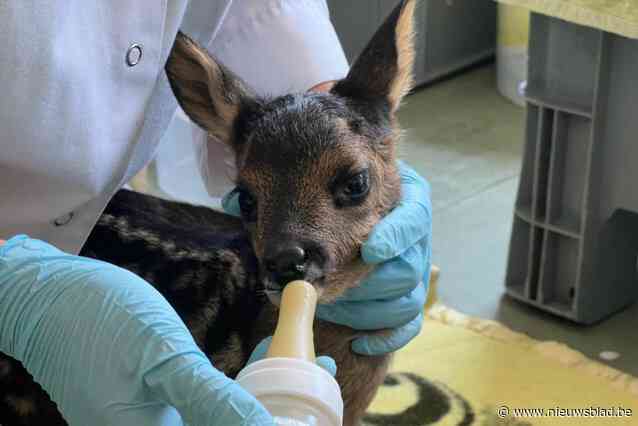 Maaibeurt van weide soms fataal voor reekalfjes: “Even door de weide wandelen kan levens redden”