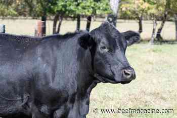 Controlling horn flies in cattle: Is garlic’s pungent power the answer?