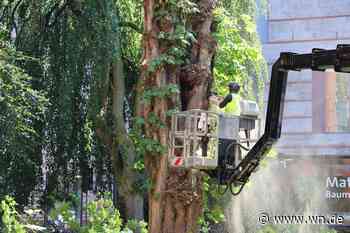 100 Jahre alter Baum an der Stubengasse gefällt