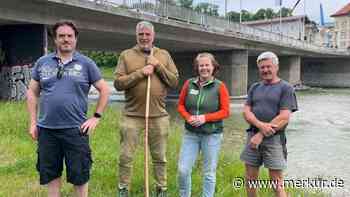 Schutz für den Aitel-Nachwuchs: Fischereiverein richtet Sperrzone ein