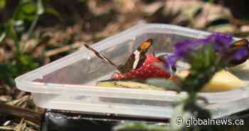 Saskatoon Prairie Butterfly House opens doors for first full season