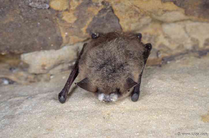 White-nose syndrome found in New Mexico bats for the first time