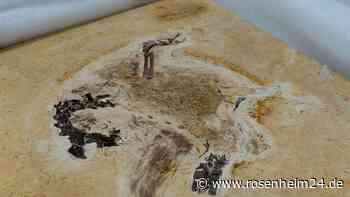 Wohl illegal beschafftes Dino-Fossil zurückgegeben
