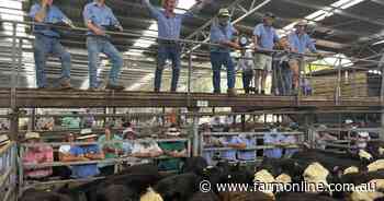 Even rain won't lift cattle market now