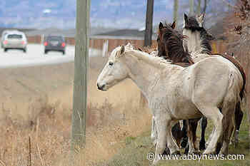 RCMP still seeking information about killing of wild horses in Southern Interior
