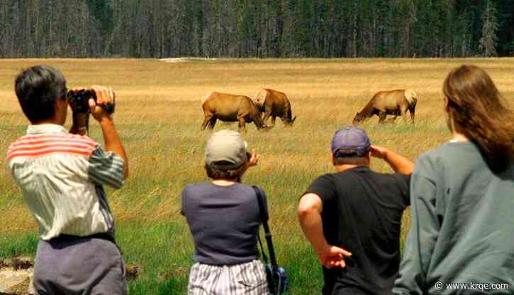 Yellowstone visitors put elk calf in their car, investigation underway: rangers